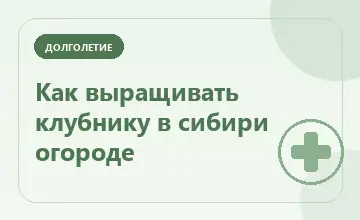 Тематическая иллюстрация: Как выращивать клубнику в сибири огороде