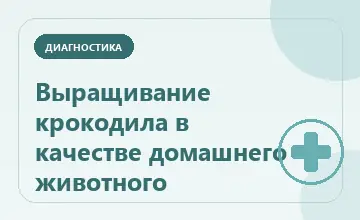 Тематическая иллюстрация: Выращивание крокодила в качестве домашнего животного