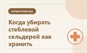 Тематическая иллюстрация: Когда убирать стеблевой сельдерей как хранить