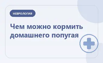 Тематическая иллюстрация: Чем можно кормить домашнего попугая