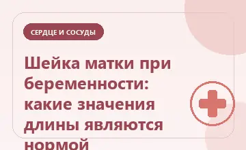 Тематическая иллюстрация: Шейка матки при беременности: какие значения длины являются нормой