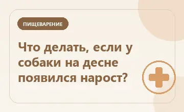 Тематическая иллюстрация: Что делать, если у собаки на десне появился нарост?