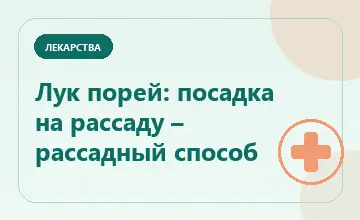Тематическая иллюстрация: Лук порей: посадка на рассаду – рассадный способ