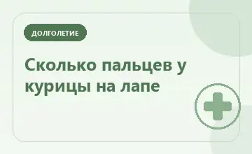 Тематическая иллюстрация: Сколько пальцев у курицы на лапе