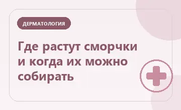 Тематическая иллюстрация: Где растут сморчки и когда их можно собирать