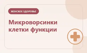 Тематическая иллюстрация: Микроворсинки клетки функции