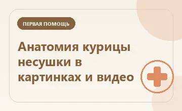 Тематическая иллюстрация: Анатомия курицы несушки в картинках и видео