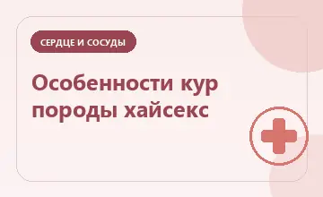 Тематическая иллюстрация: Особенности кур породы хайсекс
