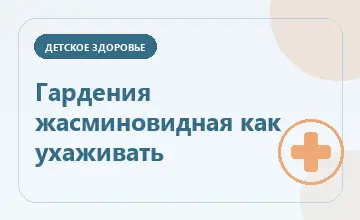 Тематическая иллюстрация: Гардения жасминовидная как ухаживать