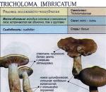 Съедобные и несъедобные грибы рядовки, применение в кулинарии и полезные свойства С чем можно перепутать гриб рядовка